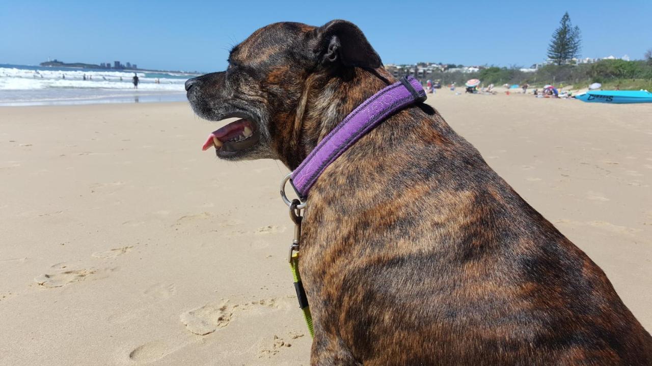 Breeze Mooloolaba, Ascend Hotel Collection Exterior photo A dog wearing a dog collar